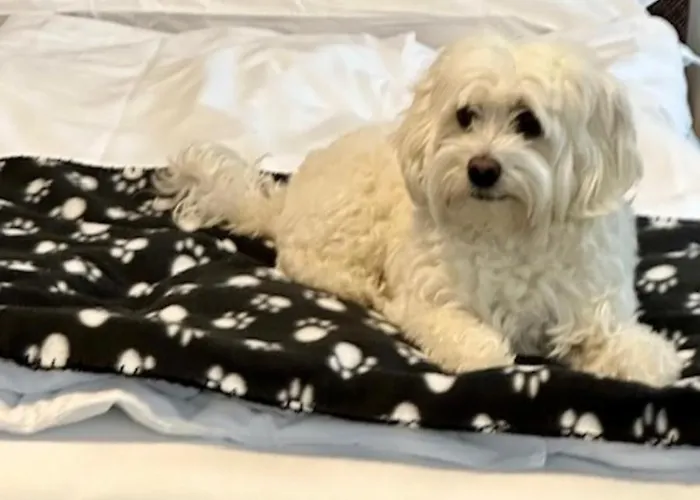 Aquazzurra & Cannobio